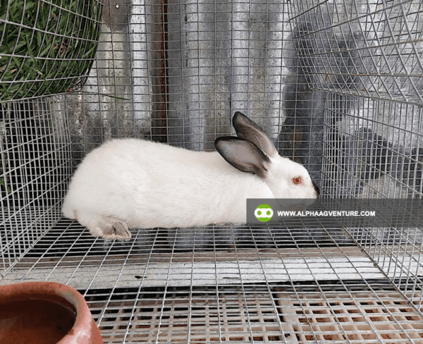 Buy Hybrid Rabbit for Sale from Alpha Agventure Farms