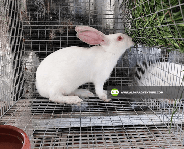 Buy Hybrid Rabbit for Sale from Alpha Agventure Farms