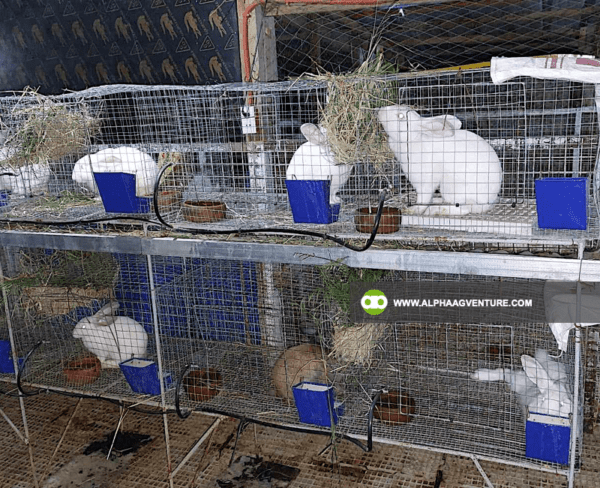 Buy Hybrid Rabbit for Sale from Alpha Agventure Farms