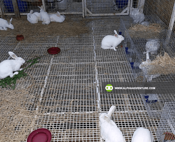 Buy Hybrid Rabbit for Sale from Alpha Agventure Farms