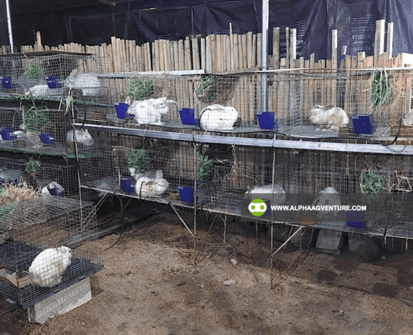 Buy Hybrid Rabbit for Sale from Alpha Agventure Farms