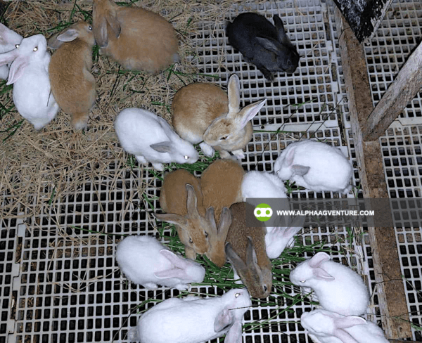 Buy Hybrid Rabbit for Sale from Alpha Agventure Farms