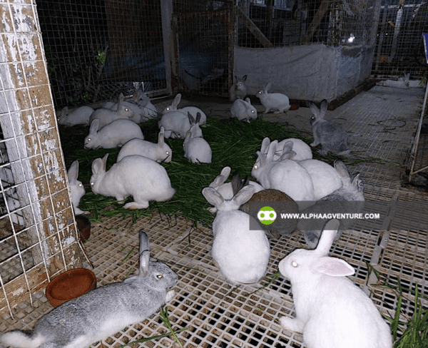 Buy Hybrid Rabbit for Sale from Alpha Agventure Farms