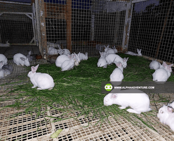 Buy Hybrid Rabbit for Sale from Alpha Agventure Farms