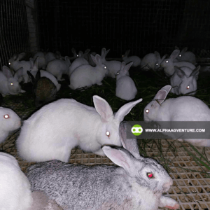 Buy Hybrid Rabbit for Sale from Alpha Agventure Farms