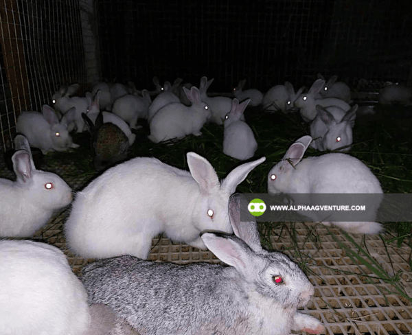 Buy Hybrid Rabbit for Sale from Alpha Agventure Farms