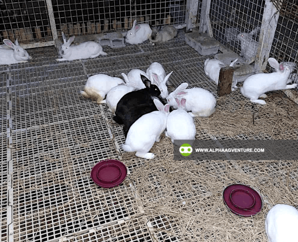 Buy Hybrid Rabbit for Sale from Alpha Agventure Farms