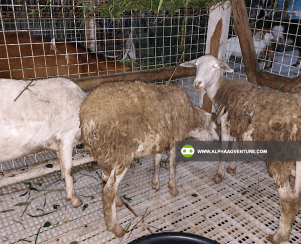 Buy Hybrid Sheep for Sale from Alpha Agventure Farms