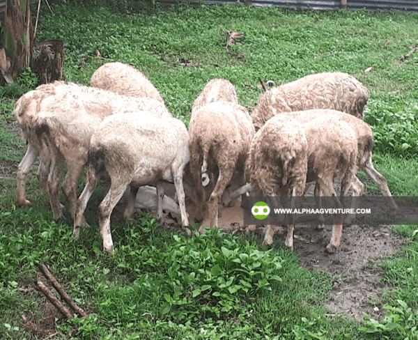 Buy Hybrid Sheep for Sale from Alpha Agventure Farms