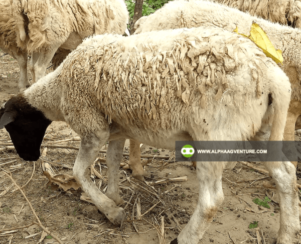 Buy Hybrid Sheep for Sale from Alpha Agventure Farms