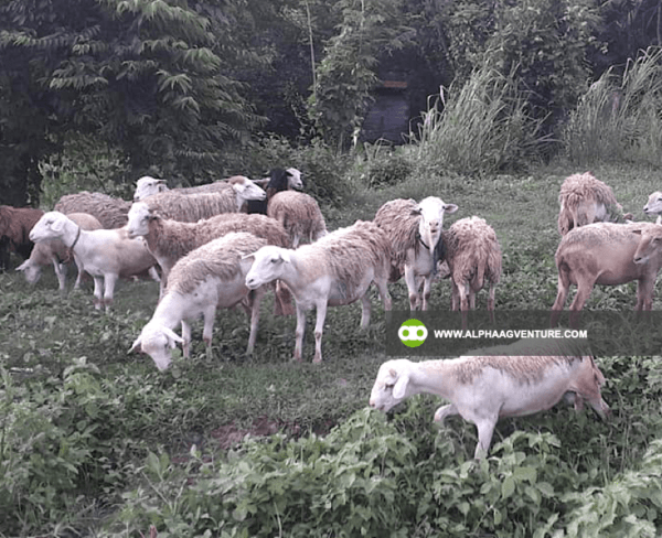 Buy Hybrid Sheep for Sale from Alpha Agventure Farms