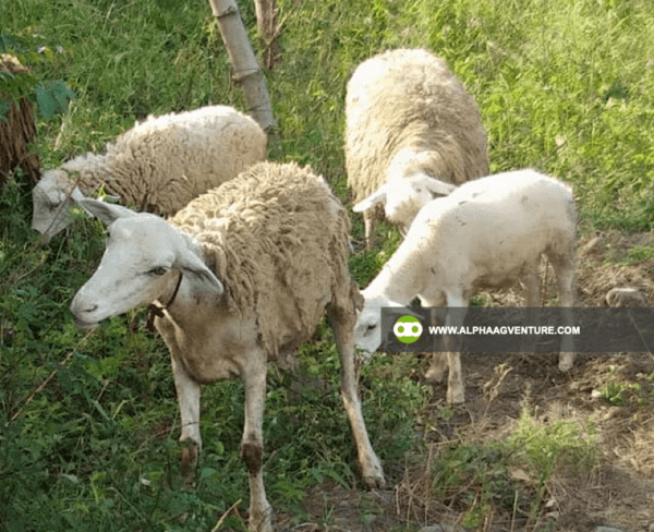 Buy Hybrid Sheep for Sale from Alpha Agventure Farms