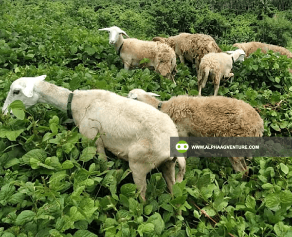 Buy Hybrid Sheep for Sale from Alpha Agventure Farms