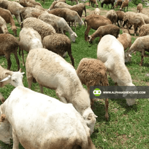 Buy Hybrid Sheep for Sale from Alpha Agventure Farms