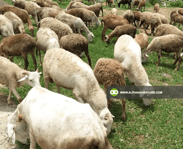 Buy Hybrid Sheep for Sale from Alpha Agventure Farms