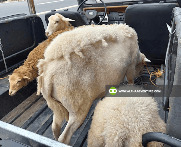 Buy Hybrid Sheep for Sale from Alpha Agventure Farms