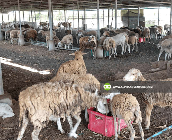 Buy Hybrid Sheep for Sale from Alpha Agventure Farms