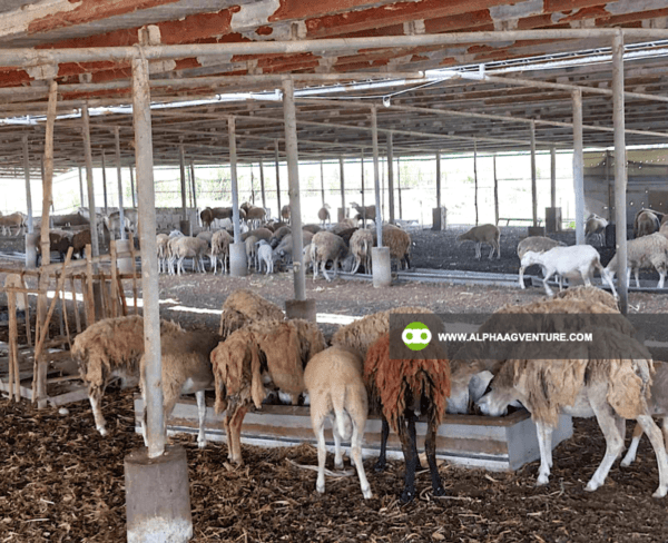 Buy Hybrid Sheep for Sale from Alpha Agventure Farms