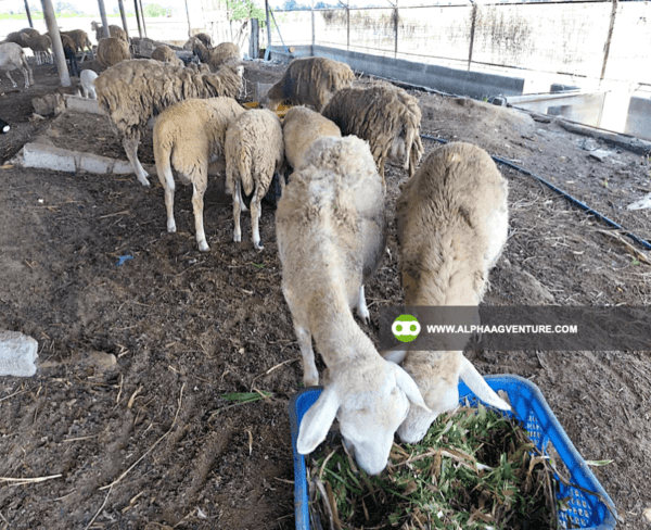 Buy Hybrid Sheep for Sale from Alpha Agventure Farms