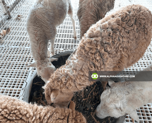 Buy Hybrid Sheep for Sale from Alpha Agventure Farms