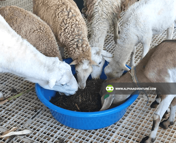 Buy Hybrid Sheep for Sale from Alpha Agventure Farms