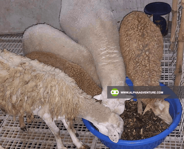 Buy Hybrid Sheep for Sale from Alpha Agventure Farms