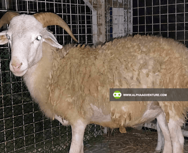 Buy Hybrid Sheep for Sale from Alpha Agventure Farms