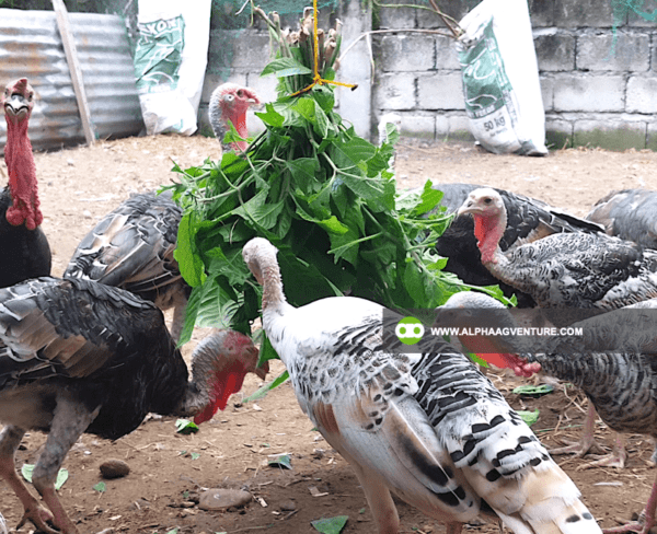 Buy Hybrid Turkey for Sale from Alpha Agventure Farms