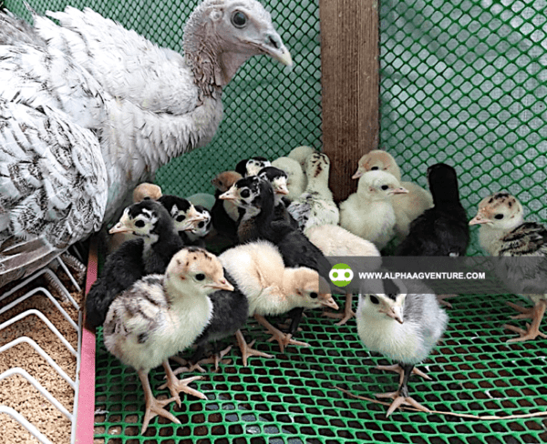 Buy Hybrid Turkey for Sale from Alpha Agventure Farms