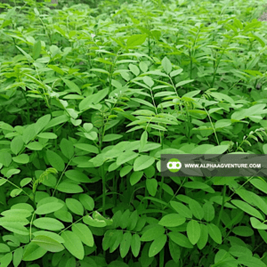 Buy Indigofera Seeds and Seedlings for Sale from Alpha Agventure Farms