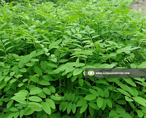 Buy Indigofera Seeds and Seedlings for Sale from Alpha Agventure Farms