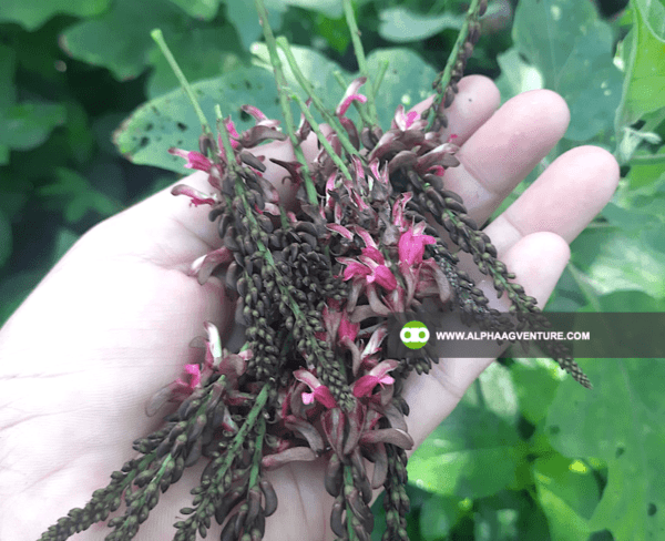 Buy Indigofera Seeds and Seedlings for Sale from Alpha Agventure Farms