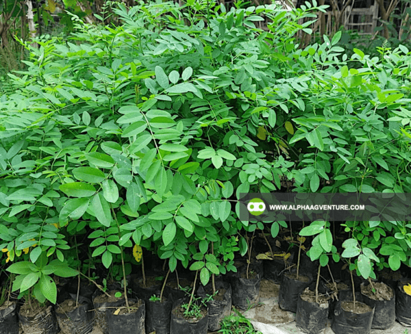 Buy Indigofera Seeds and Seedlings for Sale from Alpha Agventure Farms