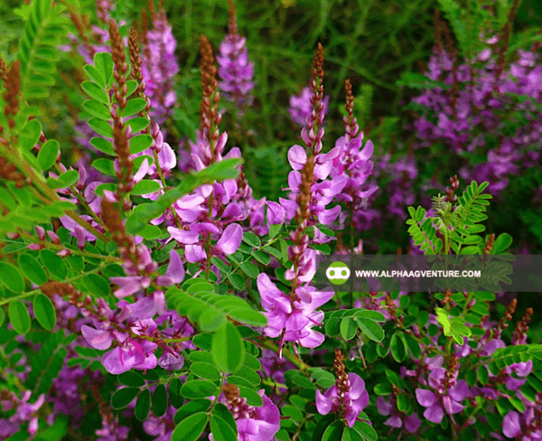 Buy Indigofera Seeds and Seedlings for Sale from Alpha Agventure Farms