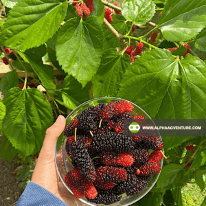 Buy Mulberry Cuttings and Seedlings for Sale from Alpha Agventure Farms