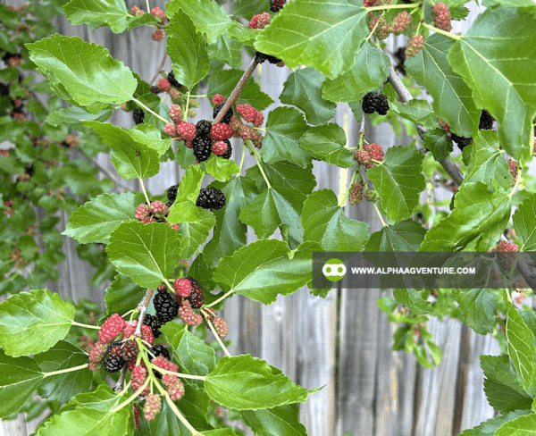 Buy Mulberry Cuttings and Seedlings for Sale from Alpha Agventure Farms