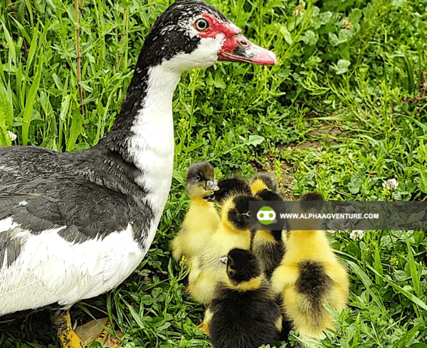 Buy Muscovy Duck for Sale from Alpha Agventure Farms