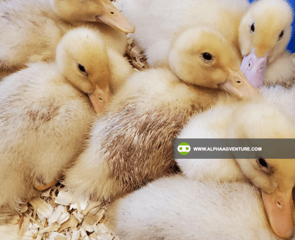 Buy Muscovy Duck for Sale from Alpha Agventure Farms