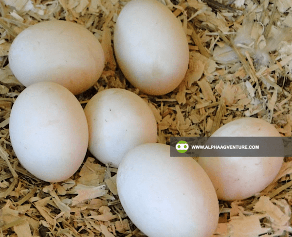 Buy Muscovy Duck for Sale from Alpha Agventure Farms