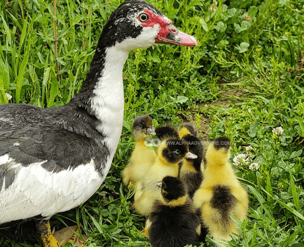 Buy Muscovy Ducks for Sale from Alpha Agventure Farms