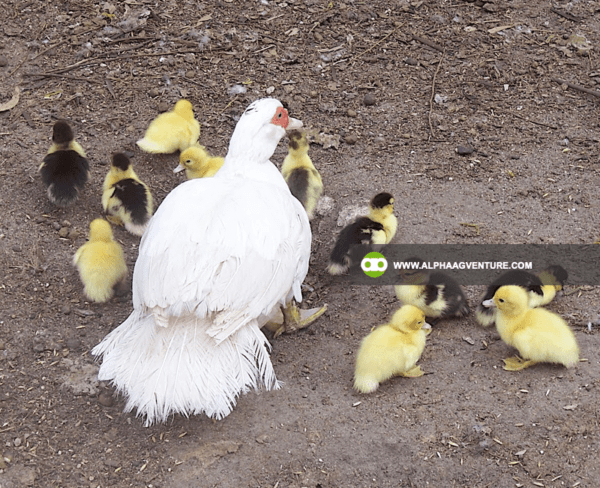 Buy Muscovy Ducks for Sale from Alpha Agventure Farms