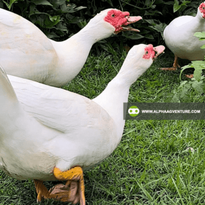 Buy Muscovy Ducks for Sale from Alpha Agventure Farms