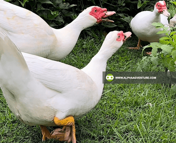 Buy Muscovy Ducks for Sale from Alpha Agventure Farms