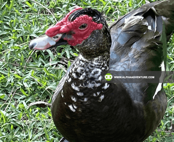 Buy Muscovy Ducks for Sale from Alpha Agventure Farms