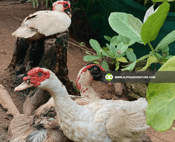 Buy Muscovy Ducks for Sale from Alpha Agventure Farms