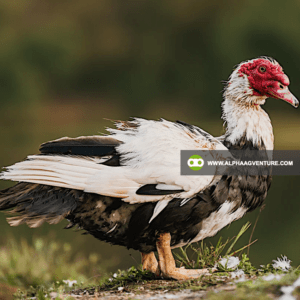 Buy Muscovy Ducks for Sale from Alpha Agventure Farms