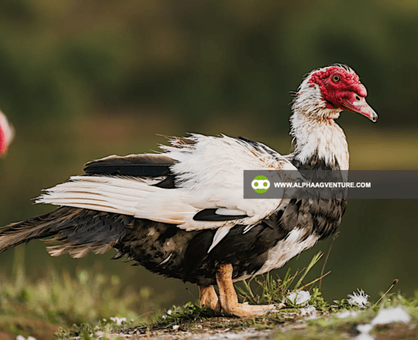 Buy Muscovy Ducks for Sale from Alpha Agventure Farms