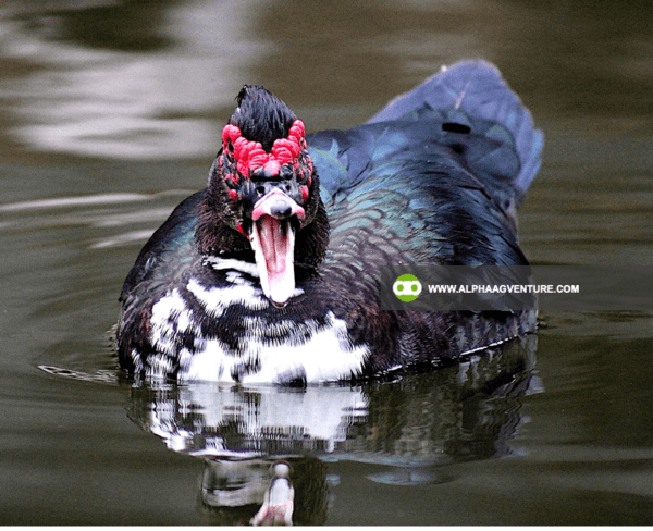 Buy Muscovy Ducks for Sale from Alpha Agventure Farms