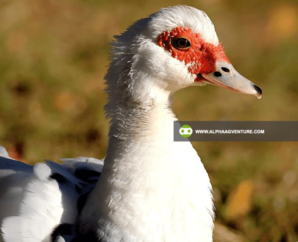 Buy Muscovy Ducks for Sale from Alpha Agventure Farms