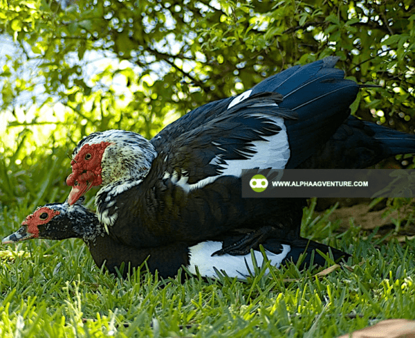 Buy Muscovy Ducks for Sale from Alpha Agventure Farms